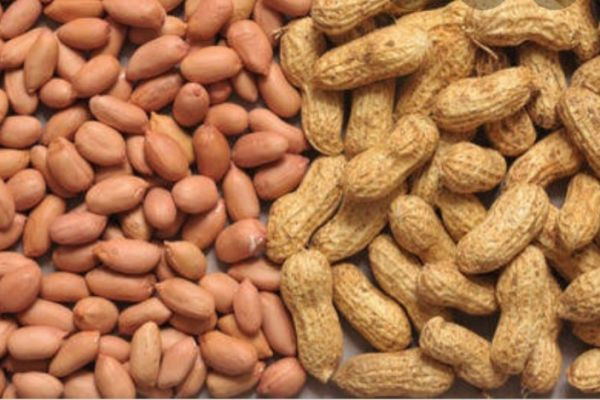 Groundnuts (Arachis hypogaea)