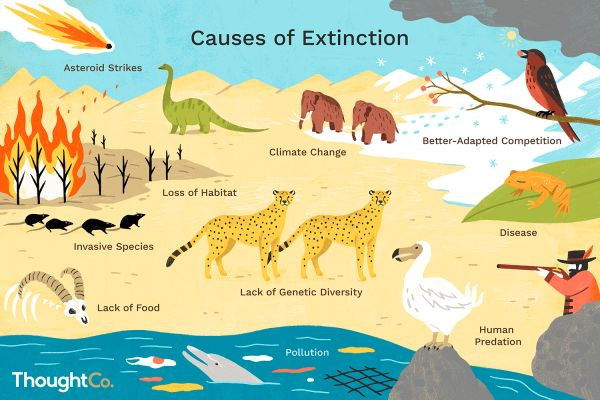 5 Animals That Are Going Extinct