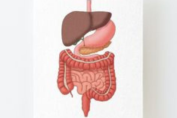 The Digestive System: Structure, Function, and Importance